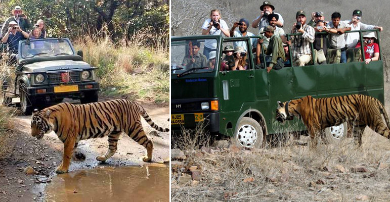 Ranthambore National Park 