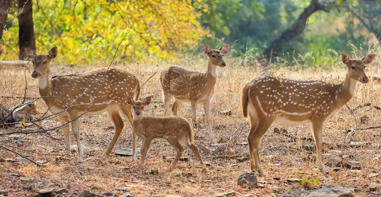 flora and fauna of ranthambore national park