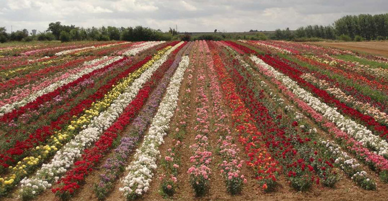 Pushakr Rose Garden
